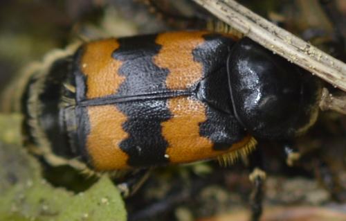 Nicrophorus vespillo